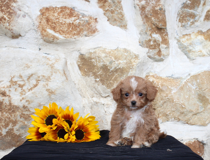 puppy, for, sale, Pomsky F1B, Matthew B. Stoltzfus, dog, breeder, Gap, PA, dog-breeder, puppy-for-sale, forsale, nearby, find, puppyfind, locator, puppylocator, aca